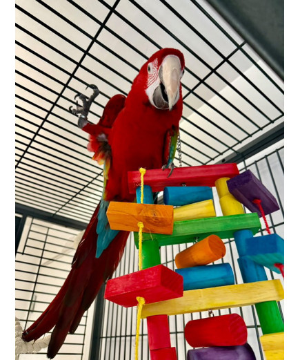 Parrot-Supplies Rainbow Wooden Parrot Fun Ladder Macaw Toy